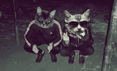 Парные авы с котиками